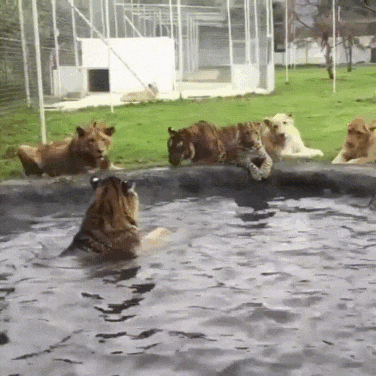 Acid Gifdump, February 09, 2018 (25 gifs)