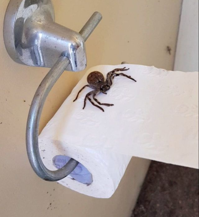 Huntsman Spider (3 pics)