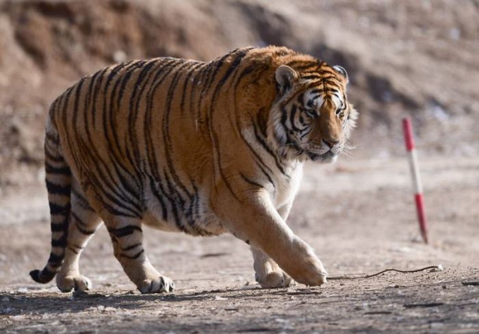 Retired Siberian Tigers In The Chinese Zoo At The Chilling Temperatures (8 pics)