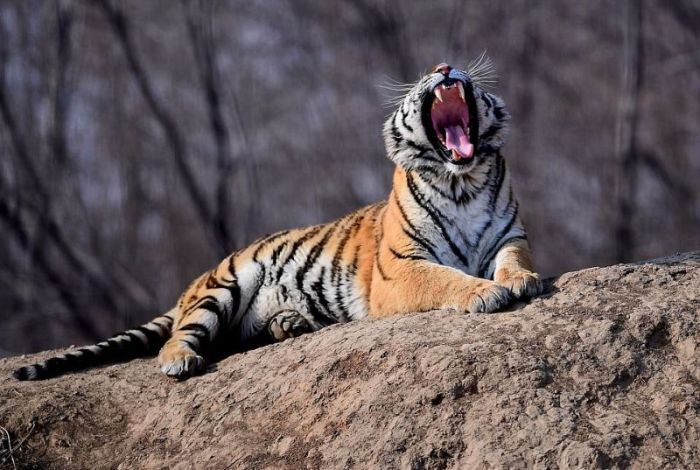 Retired Siberian Tigers In The Chinese Zoo At The Chilling Temperatures (8 pics)
