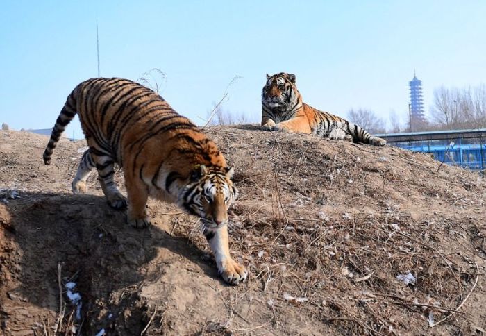 Retired Siberian Tigers In The Chinese Zoo At The Chilling Temperatures (8 pics)