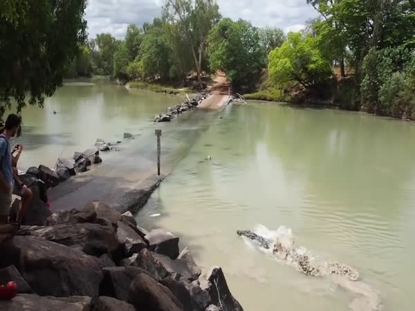 Crocodile Snags Fisherman's Catch at Cahills Crossing