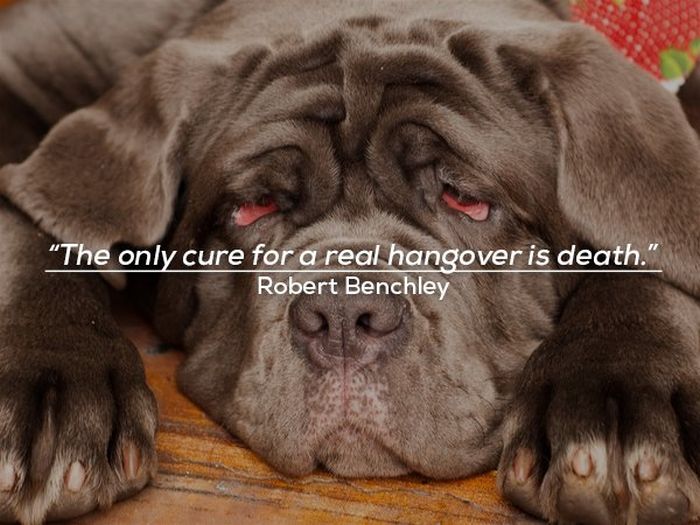 Funny Quotes About Hangovers (15 pics)