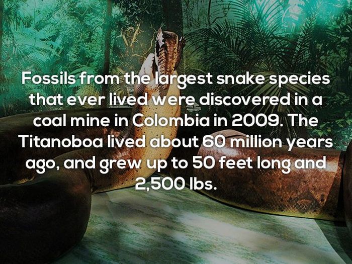 Interesting Facts (25 pics)