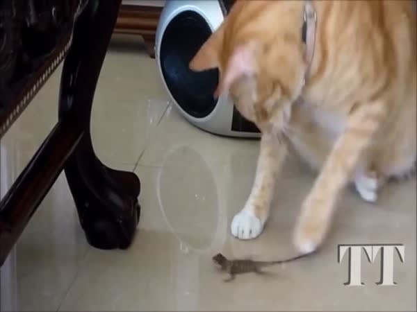 Cats vs Lizards Compilation
