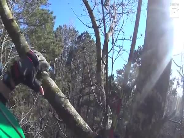 Cat Rescued From 70-Foot Tree After 7 Days