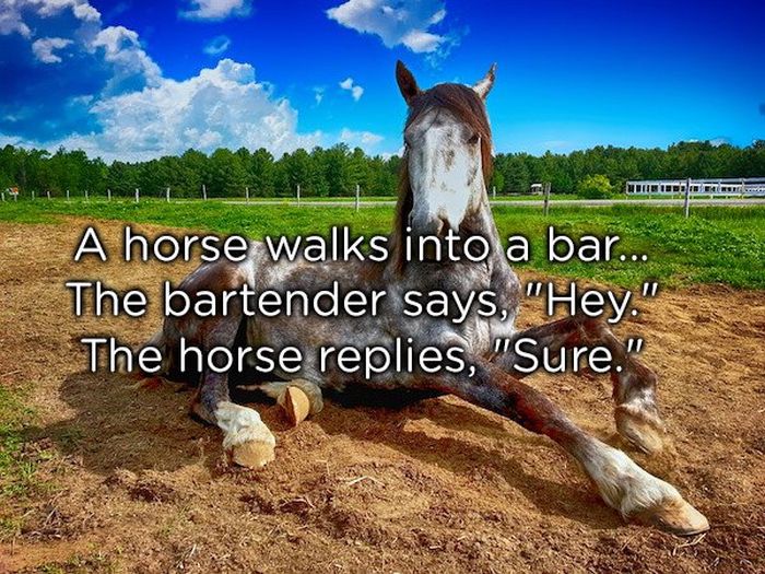 Dumb Jokes (19 pics)