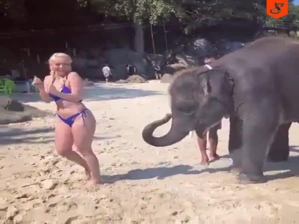 Baby Elephant Smacks A Hot Girl