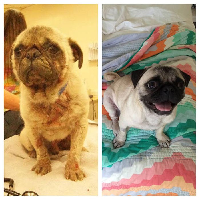 Dogs Before And After Adoption (21 pics)