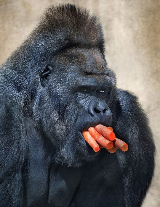 Apes Eating Carrots (11 pics)