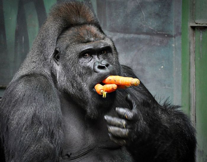 Apes Eating Carrots (11 pics)
