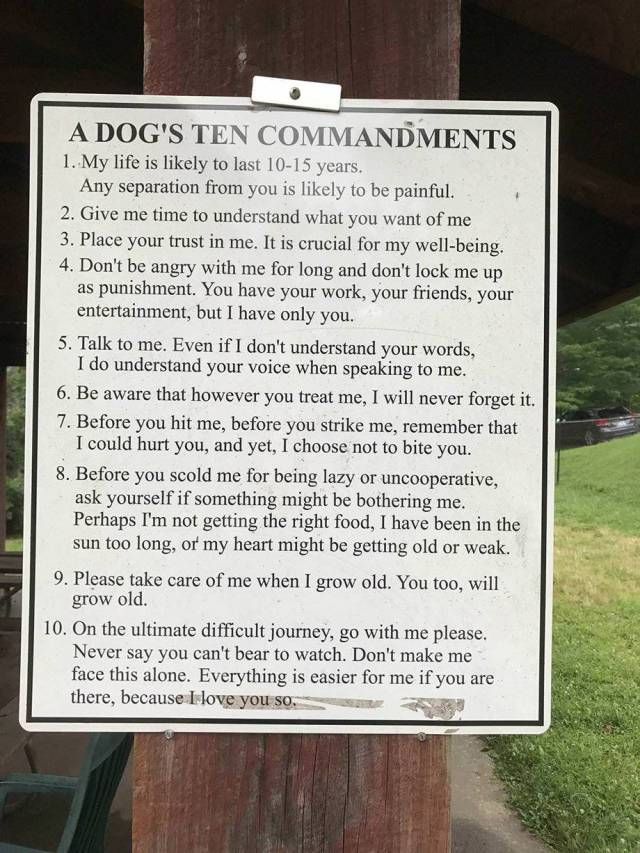 A Dog’s Ten Commandments (2 pics)