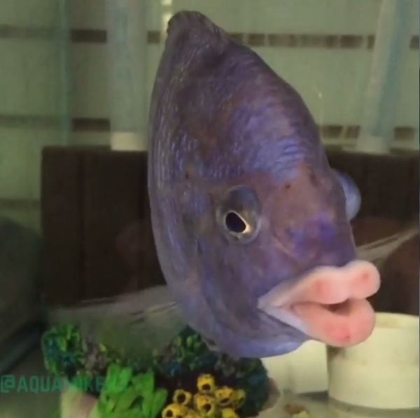 Fish That Has Almost Human Lips (2 pics)