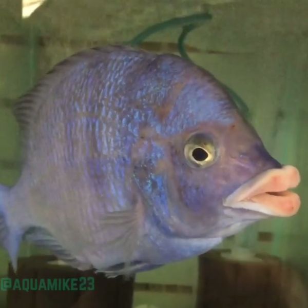 Fish That Has Almost Human Lips (2 pics)