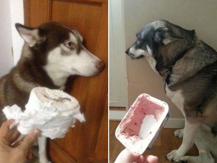 Innocent Dogs That Didn’t Do It (14 pics)