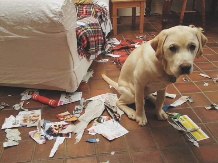 Innocent Dogs That Didn’t Do It (14 pics)