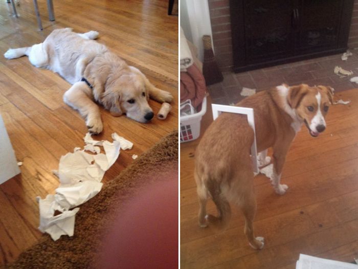 Innocent Dogs That Didn’t Do It (14 pics)