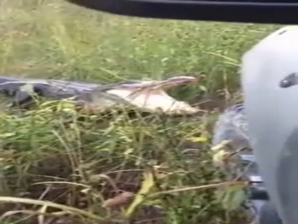 Alligator Doesn't Think That Truck Is Cool Enough