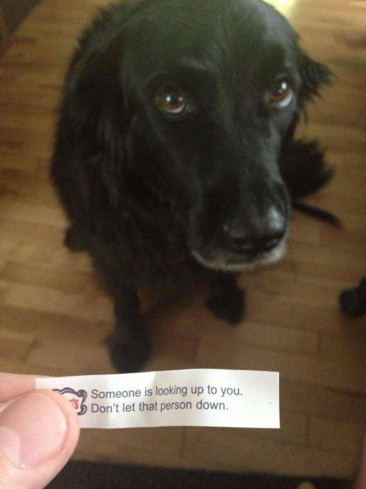 Strange And Funny Fortune Cookie Messages (40 pics)