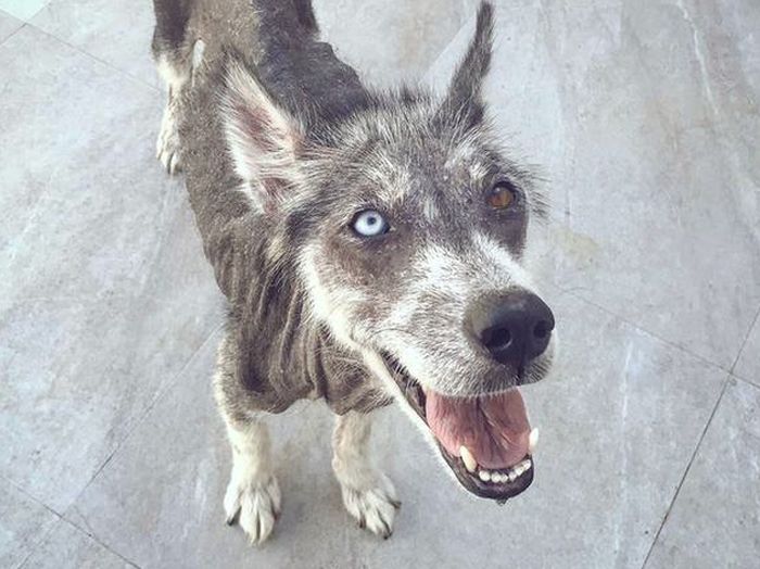 A Dog Before And 8 Months After The Rescue (2 pics)