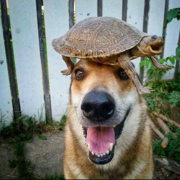 Acid Picdump (90 pics)