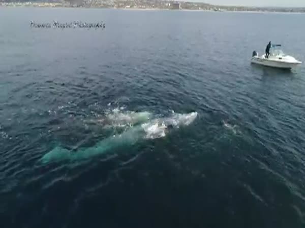 Drone Captures Amazing Video Of Two Whales Playing With Dolphins Like No Big Deal
