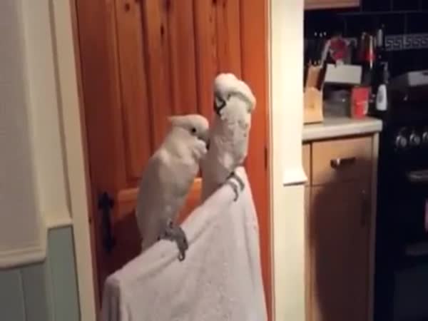 Funny Parrot Dancing To Guitar