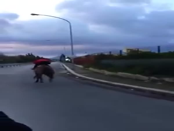 Jockey Meets The Asphalt As Horse Hits Streetlight Pole During Illegal Race Training