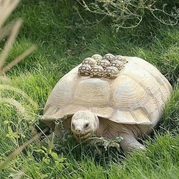 Acid Picdump (90 pics)