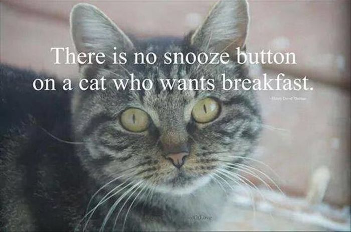 Funny Animals (14 pics)