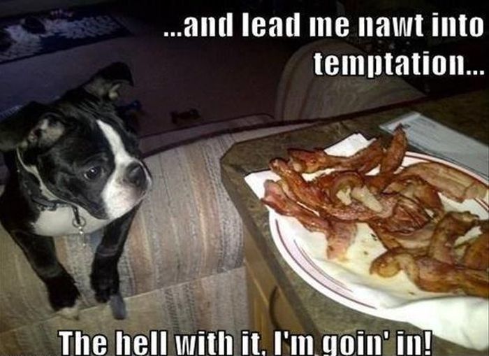 Funny Animals (14 pics)