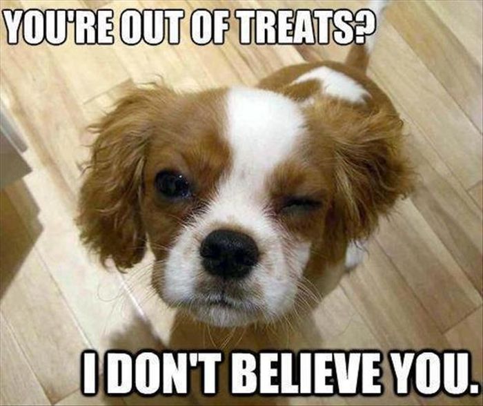 Funny Animals (14 pics)