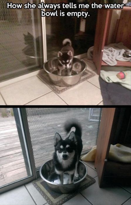 Funny Animals (14 pics)