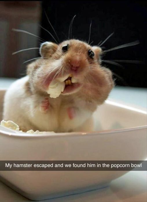 Funny Animals (14 pics)