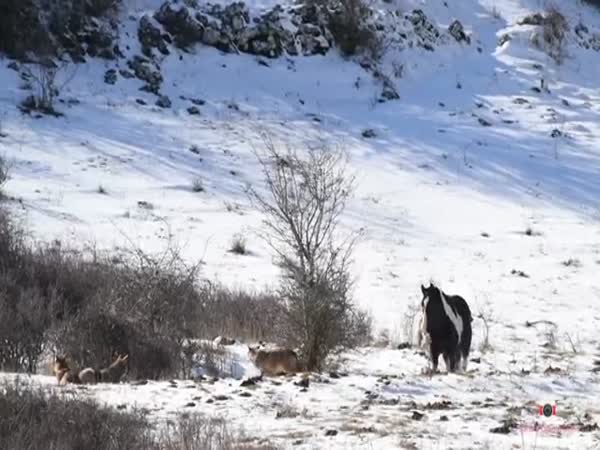 Horse Rolls Up On A Pack Of Wolves And Shows No Fear