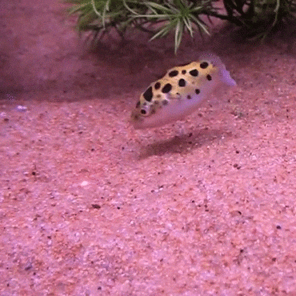 Acid Gifdump, February 22, 2018 (25 gifs)