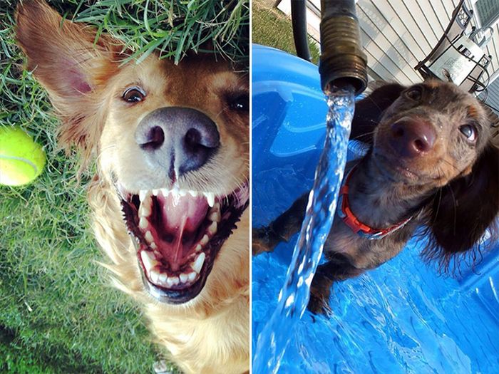 Smiling Dogs (18 pics)