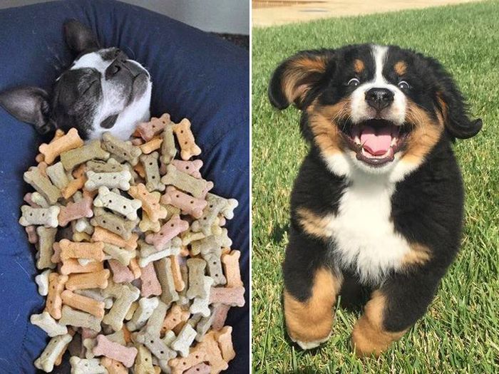 Smiling Dogs (18 pics)
