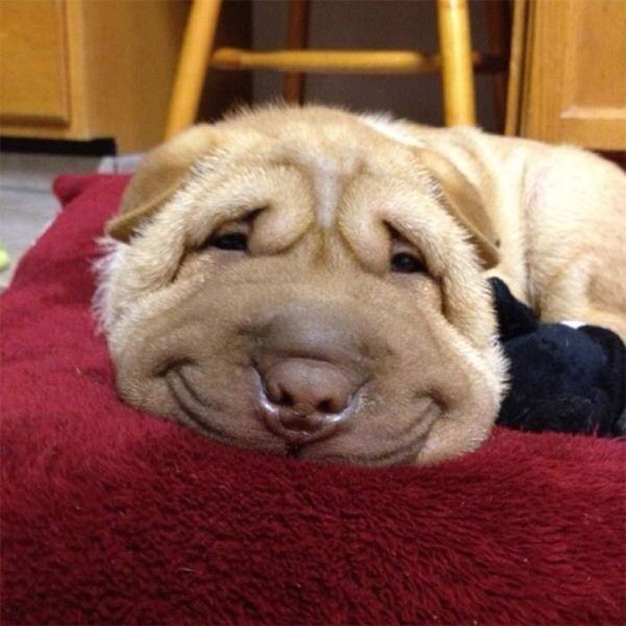 Smiling Dogs (18 pics)