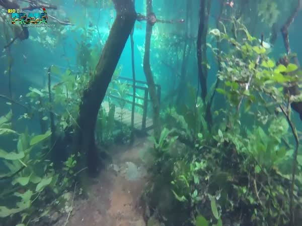 Rio Da Prata: The Flooded Forest