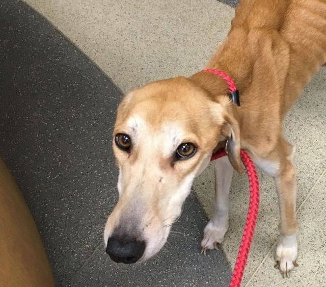 Let's See How This Dog Looks 2 Months After Recovery (8 pics)
