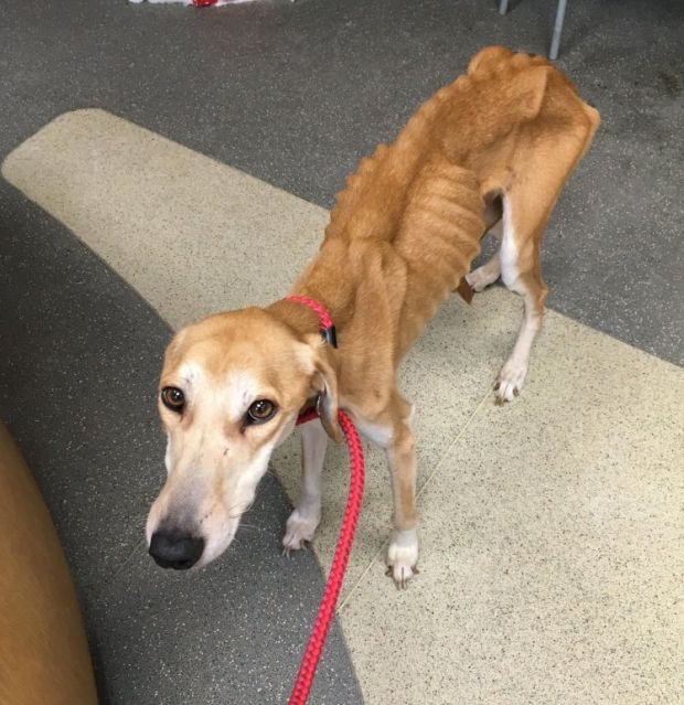 Let's See How This Dog Looks 2 Months After Recovery (8 pics)