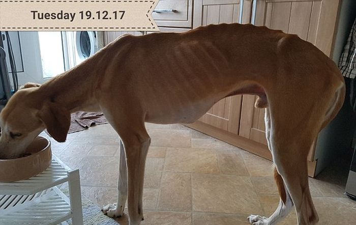 Let's See How This Dog Looks 2 Months After Recovery (8 pics)