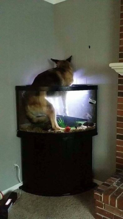 Acid Picdump (91 pics)