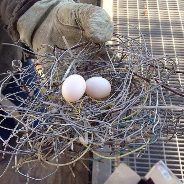 Acid Picdump (91 pics)