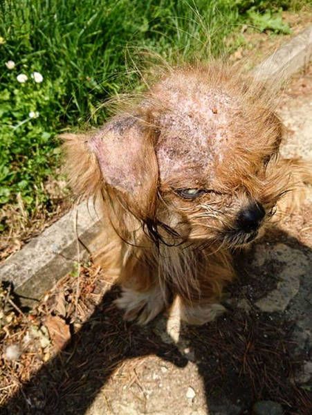 Dog 8 Months After The Rescue (12 pics)