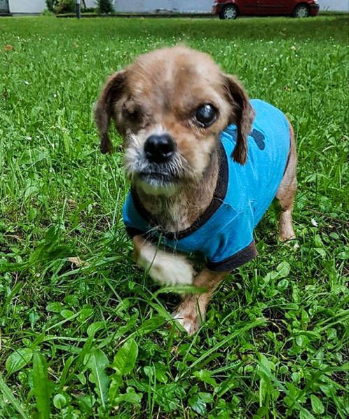 Dog 8 Months After The Rescue (12 pics)