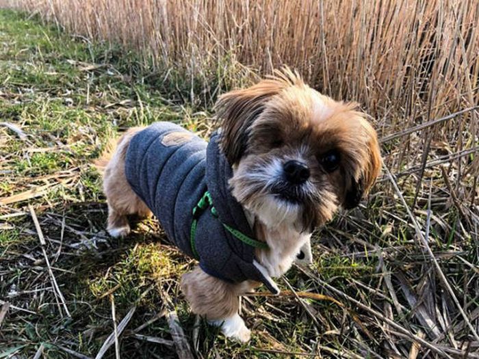 Dog 8 Months After The Rescue (12 pics)