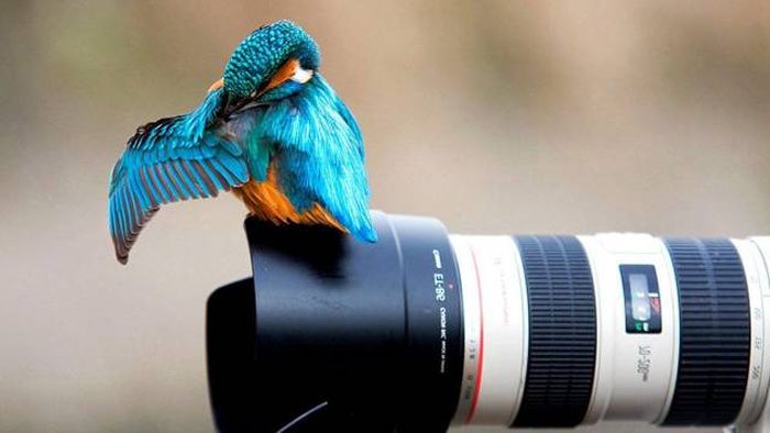 Awesome Pictures (56 pics)