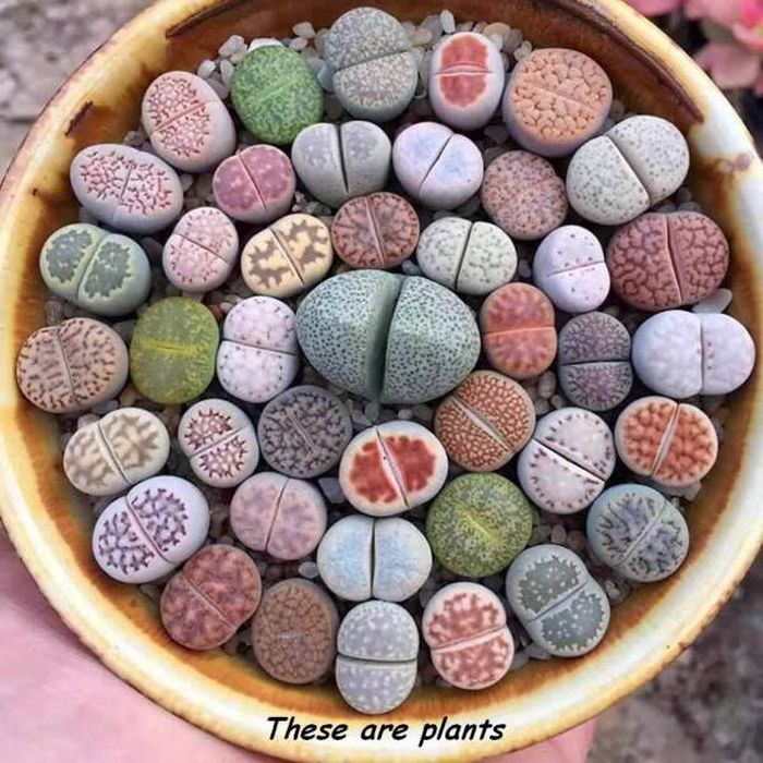 Awesome Pictures (56 pics)